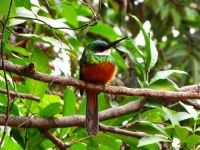 image of jacamar