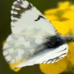 image of animal