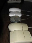 image of mouse