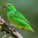 image of bird