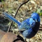 image of bird