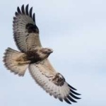 image of bird