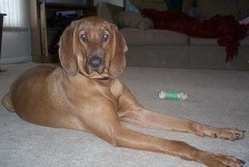 image of redbone