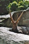 image of ibex