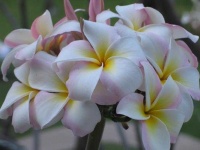 image of flower