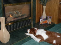 image of brittany_spaniel