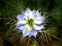 image of flower