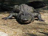 image of american_alligator