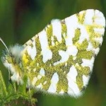 image of animal