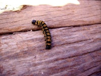 image of animal