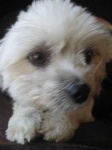 image of maltese_dog