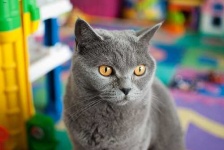 image of british_shorthair #24