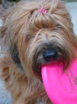 image of briard