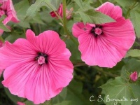 image of flower