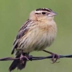 image of bird