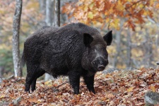 image of boar #17