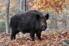image of animal
