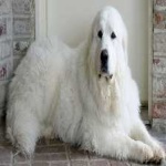 image of animal