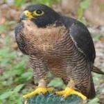 image of bird