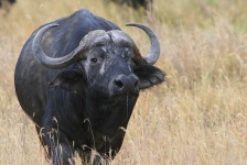 image of animal