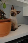 image of siamese #10