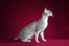 image of animal