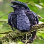 image of bird