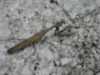 image of mantis