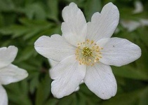 image of flower