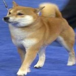 image of shiba_inu #0