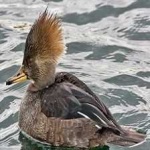 image of bird