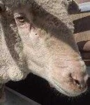 image of animal