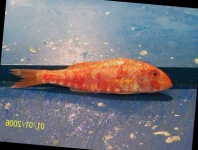 image of red_mullet #12