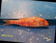 image of fish