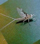 image of mayfly