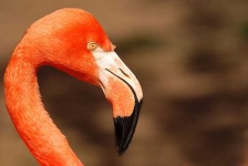 image of flamingo