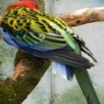 image of bird