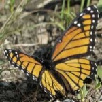 image of animal
