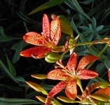 image of flower