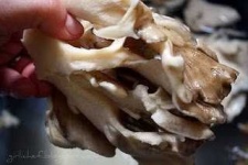 image of hen_of_the_woods