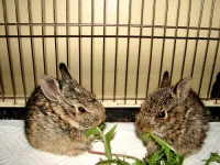 image of wood_rabbit