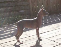 image of mexican_hairless