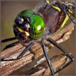 image of dragonfly