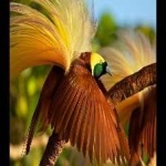 image of bird
