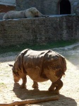 image of african_elephant