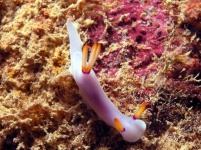 image of sea_slug #23