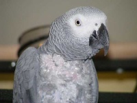 image of african_grey #28