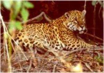 image of jaguar_car
