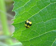 image of leaf_beetle