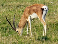 image of gazelle